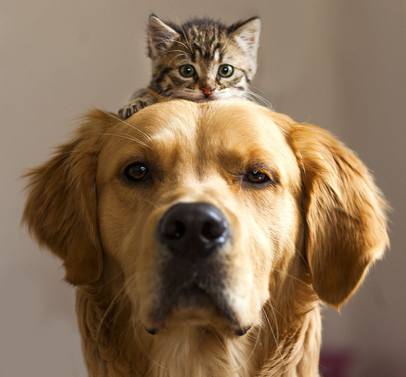 A cat sitting on dog's head